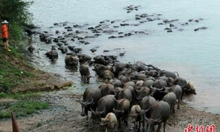 Khoảnh khắc hơn 300 con trâu xếp hàng chỉnh tề bơi qua sông