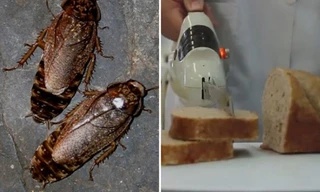 Bánh mì giàu protein làm từ bột gián