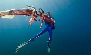 Loài mực tấn công người được mệnh danh là 'quỷ đỏ'