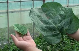 Trồng rau mồng tơi lá khổng lồ thu chục triệu mỗi tháng