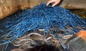 Cột chùm dây nylon nuôi lươn, lãi 150 triệu đồng mỗi năm