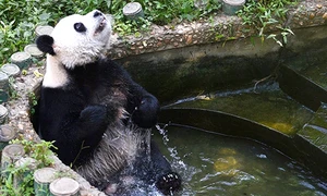 Chú gấu trúc siêng năng tắm rửa nhất thế giới