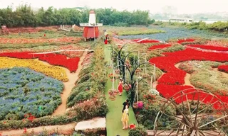 Thung lũng hoa rộng 70 ha ở Hà Nội