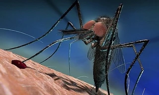 Cách muỗi qua mặt hệ miễn dịch khi hút máu người