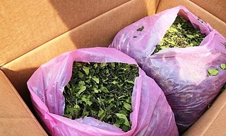 Hải Phòng thu giữ container chứa gần 2,5 tấn lá khát