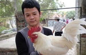 Độc đáo gà 9 cựa đột biến trắng muốt