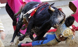 Hãi hùng khoảnh khắc bò tót húc thủng đùi đấu sỹ