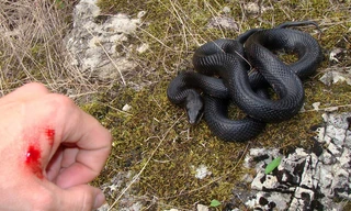 Khi bị rắn độc cắn cần phải làm gì?