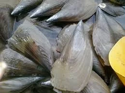 Cách làm cồi mai xào sả ớt đặc sản Cửa Lò