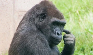  Con khỉ đột thích đi bằng hai chân như người vì sợ bẩn tay