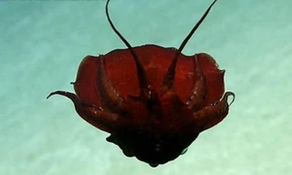 Phát hiện loài mực đỏ như máu ở độ sâu hàng nghìn mét