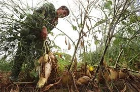 Hàng nghìn tấn củ cải của nông dân Hà Nội phải vứt bỏ