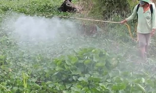 Nông dân phun thuốc diệt lục bình dày đặc trên sông