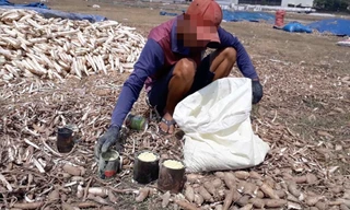 Khoai mì 'ủ hóa chất' thành đông dược