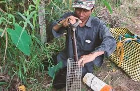 Nông dân miền Tây lội vào bụi rậm bẫy rắn hổ hành