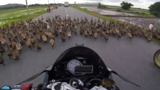 Đi phân khối lớn, phượt thủ vẫn 'chào thua' đàn vịt tại Vũng Tàu