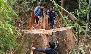  Rừng nguyên sinh ở Quảng Nam liên tục bị chảy máu
