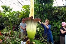 Ngàn người đổ xô đi ngắm hoa xác thối khổng lồ 10 năm nở 1 lần