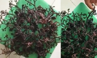 Báo Nga đăng video 'quái vật biển' dạt bờ ở Việt Nam