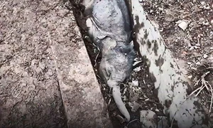 Giải cứu voi con hấp hối dưới máng dẫn nước