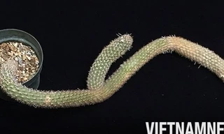 Thực hư chuyện cây xương rồng được rao bán với giá gần 6 tỷ đồng