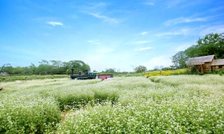 Cánh đồng tam giác mạch nở rộ ở Thủ đô