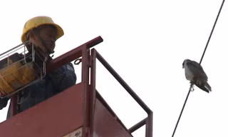 Giải cứu chim quý hiếm mắc kẹt dây điện nhiều ngày ở Sài Gòn