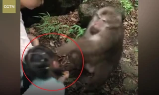 Bị trêu chọc, khỉ 'giận cá chém thớt', đấm thẳng vào bé gái