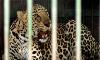 Xung đột giữa báo hoa mai và nông dân trên đồng mía Ấn Độ