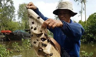Người dân miền Tây dùng bao xi măng bắt ốc