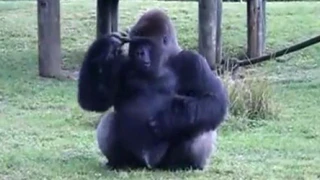 Khỉ đột dùng ký hiệu giao tiếp với người xem tại sở thú Mỹ