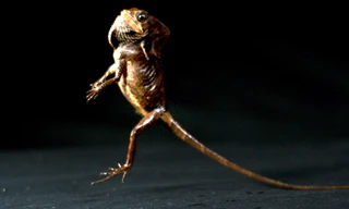 Loài cự đà chạy bằng hai chân như người