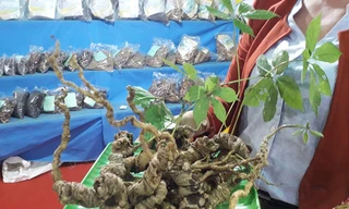 Củ sâm Ngọc Linh nặng 1,1 kg giá 540 triệu đồng ở Quảng Nam