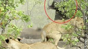 Thấy con bị ăn thịt, trâu mẹ nổi điên đuổi đánh 14 sư tử