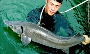 Nuôi cá tầm dài 1m, nặng 30kg giữa lòng sông Đà