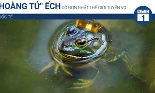 'Hoàng tử ếch' cô đơn nhất thế giới tuyển vợ