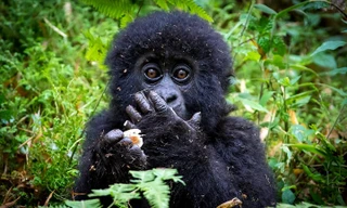 Những hình ảnh động vật đẹp mê hồn trên khắp thế giới