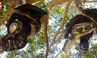 Hết hồn trước cảnh tượng trăn khổng lồ cõng dơi chúa chơi trò 'âu yếm'