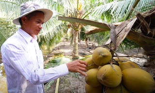 Vườn dừa xiêm lùn thu lợi một tỷ mỗi năm ở Sài Gòn