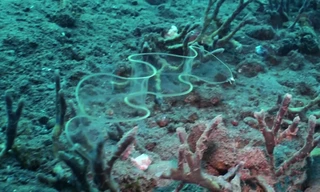 Loài cá trong suốt như thủy tinh sống ở độ sâu 100 mét