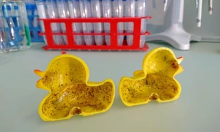 Sự thật kinh hoàng ẩn chứa bên trong những chú vịt cao su dễ thương