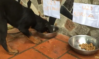 Xem chó 'tiên tri' trận Olympic Việt Nam - Hàn Quốc chiều nay