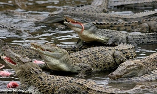 Các hòn đảo ‘tử thần’ trên thế giới, thách thức người gan dạ nhất