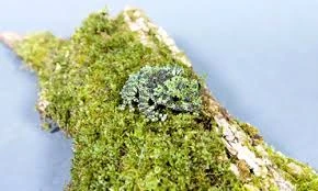 Lớp da như rêu giúp loài ếch Việt Nam ngụy trang