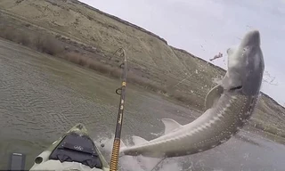 Cá khủng nặng 1,3 tạ tung mình quẫy đuôi, suýt làm lật thuyền cần thủ