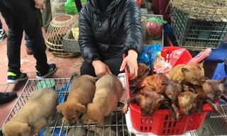 Thói quen ăn thịt chó ở Việt Nam