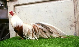 Thú chơi gà 'quý tộc' ở Sài Gòn