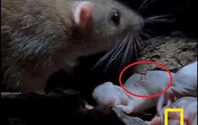 Đi kiếm ăn về, chuột mẹ đau đớn nhìn con bị rết khổng lồ cắn chết