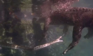 Trăn mốc kiêu ngạo chủ động tấn công cá sấu nhưng may mắn thoát chết