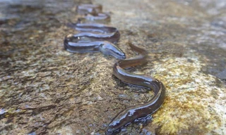 Đàn lươn châu Âu vượt 5.000 km từ biển về sông